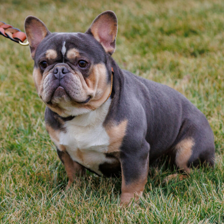 French Bull Dog Stud service