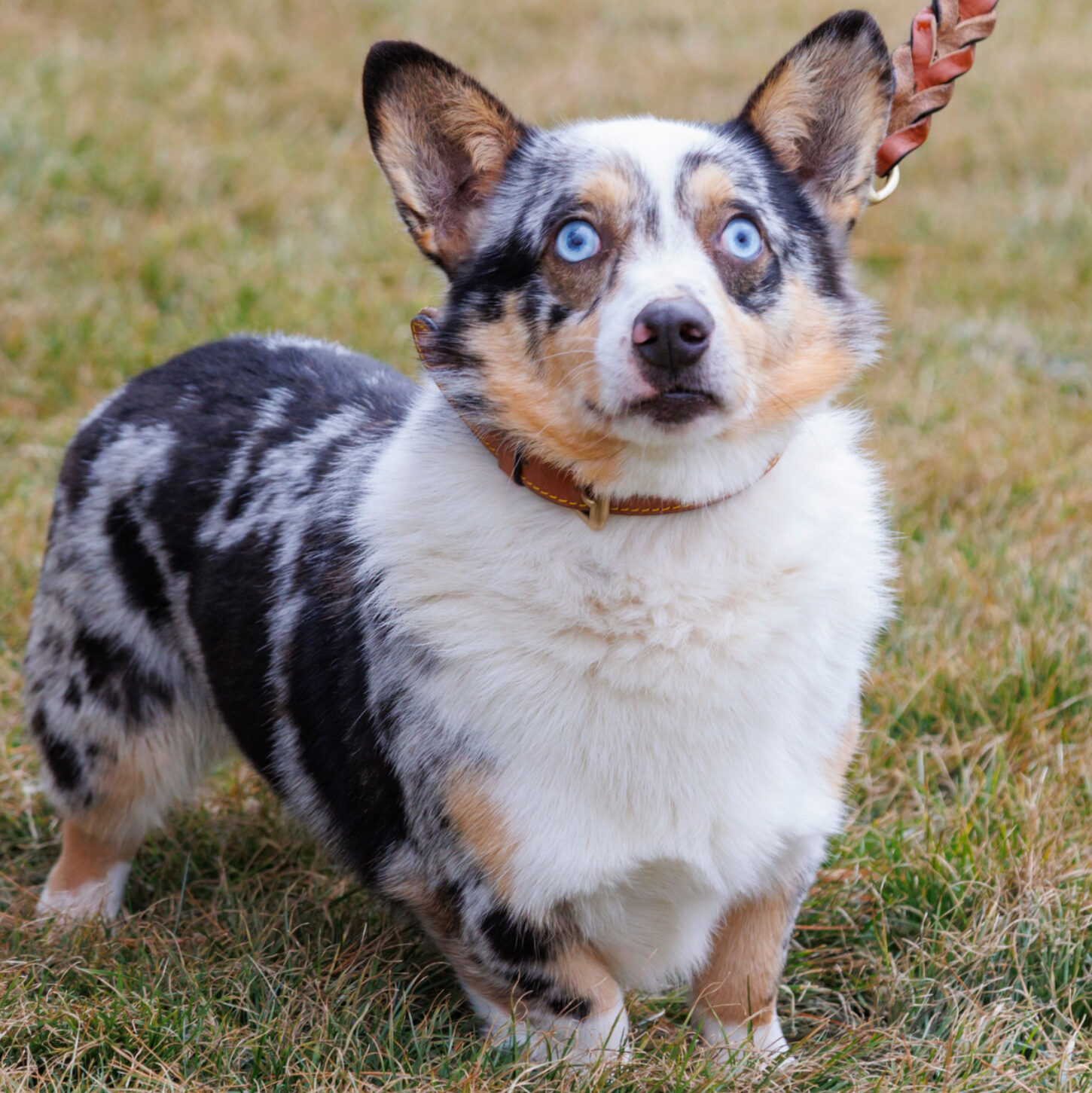 corgi blue merle