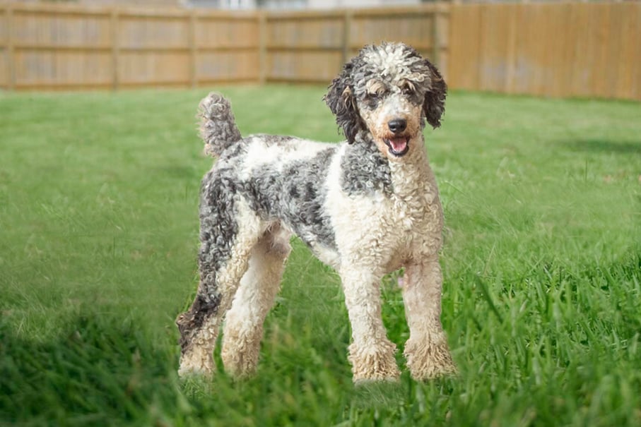 moyen poodle stud service