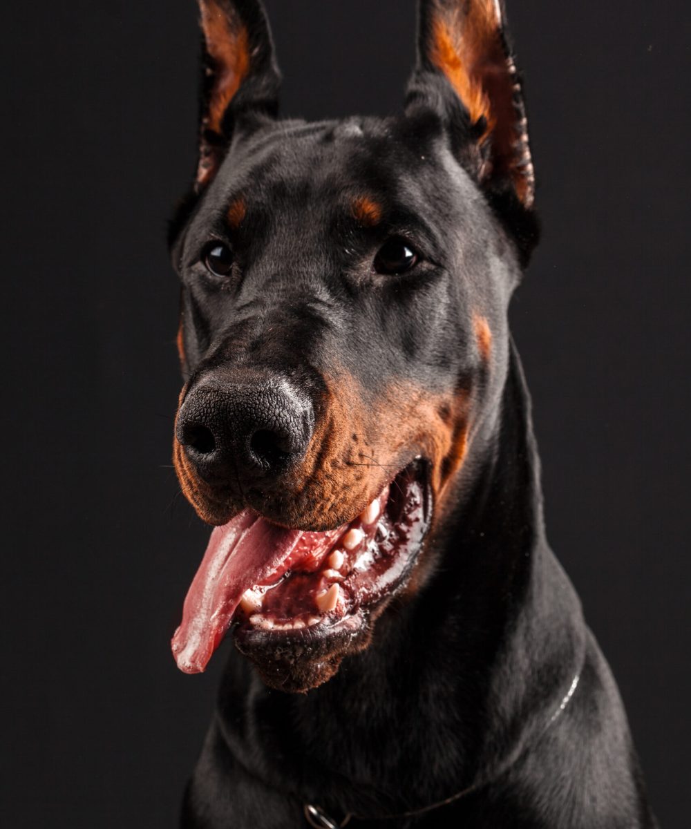 Doberman Stud Dog